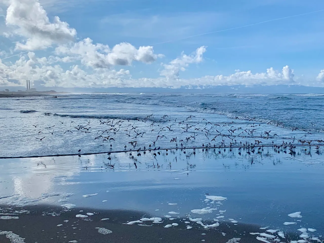 Shorebirds gathered on the wet sand at low tide