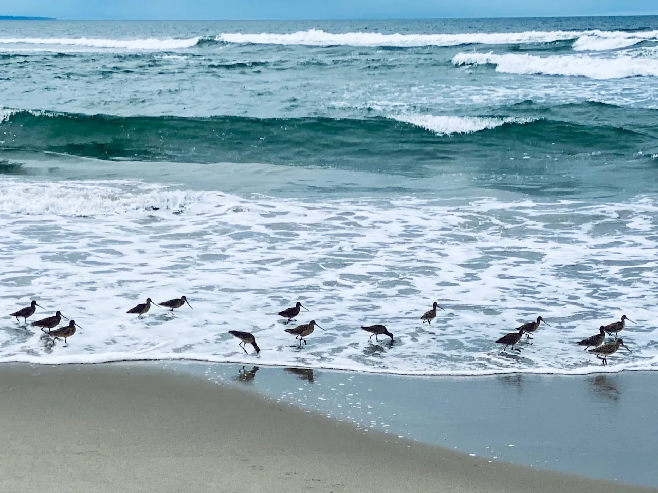 Sandpipers running along the surf line