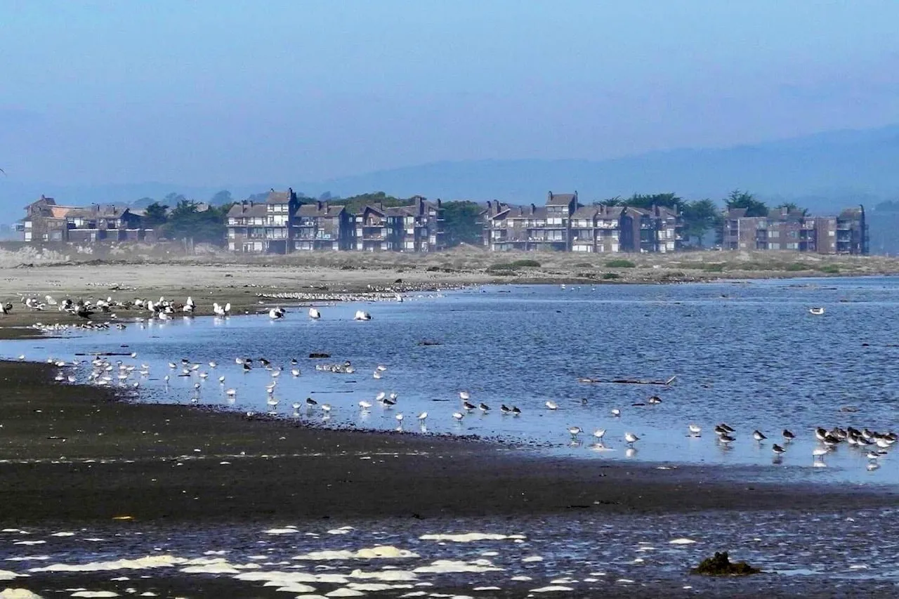 Pajaro Dunes seen across the river mouth, with shorebirds at low tide