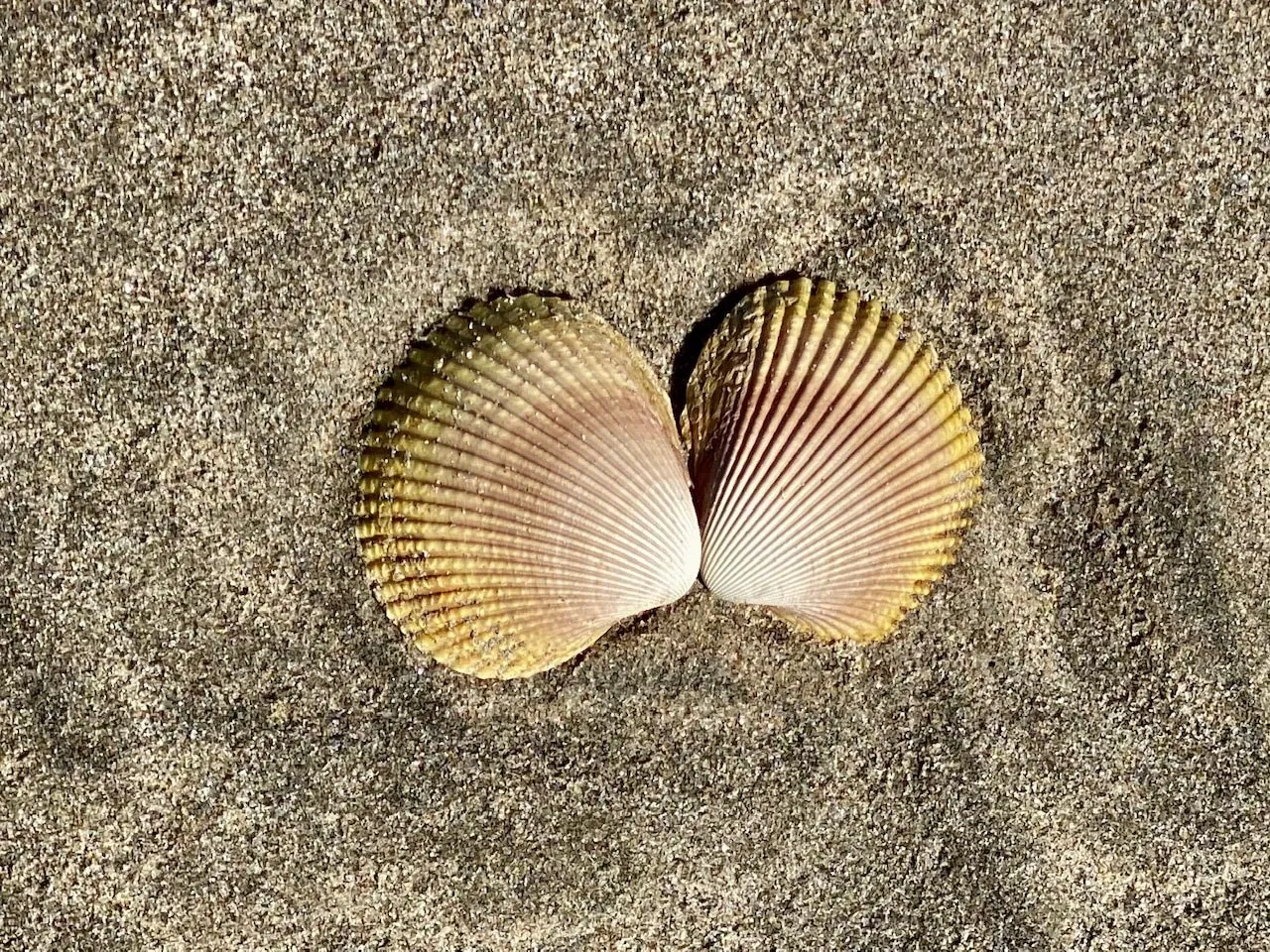 A pair of scallop shells in the sand