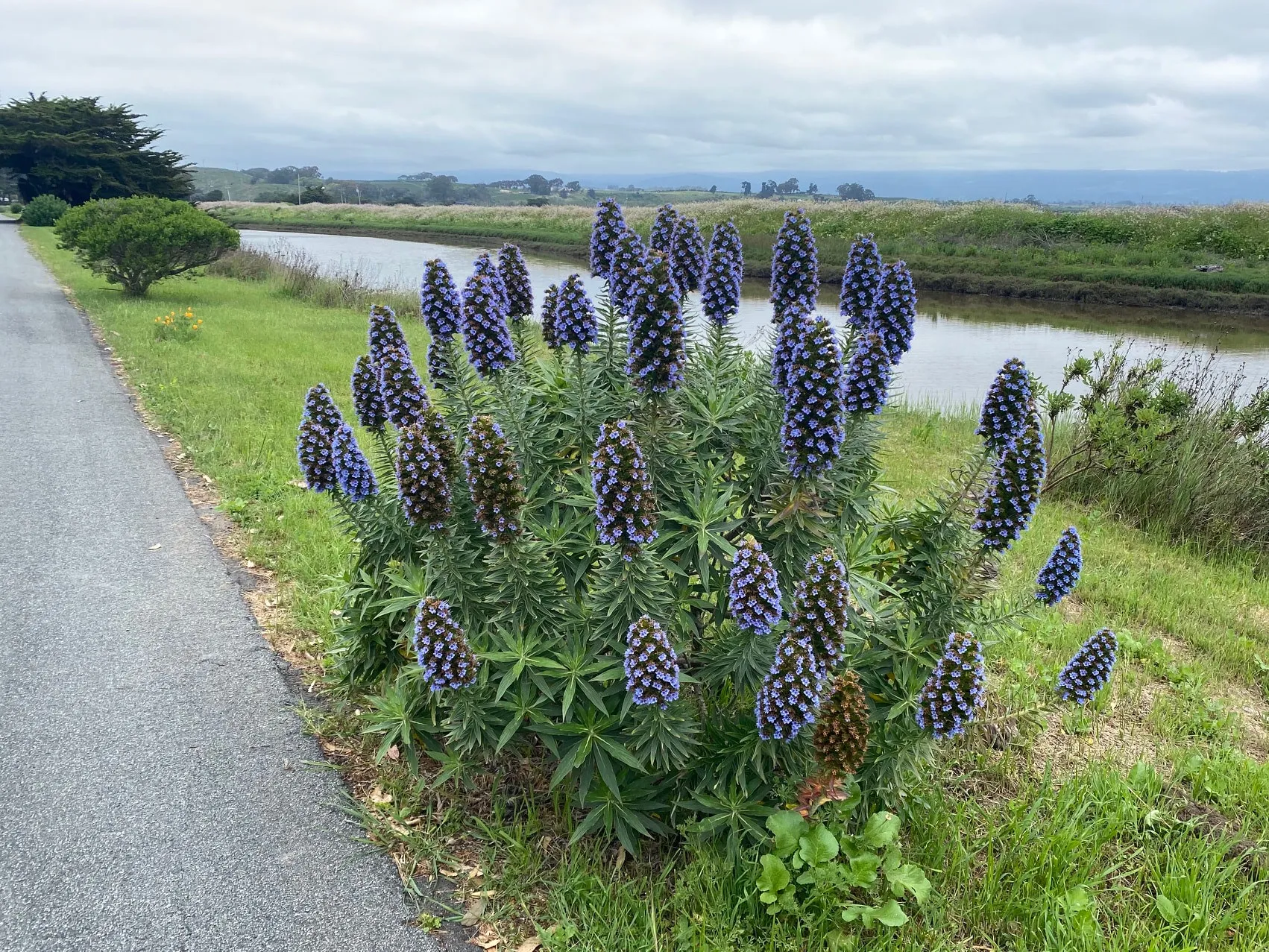 Wild lupine blooming beside the bike path