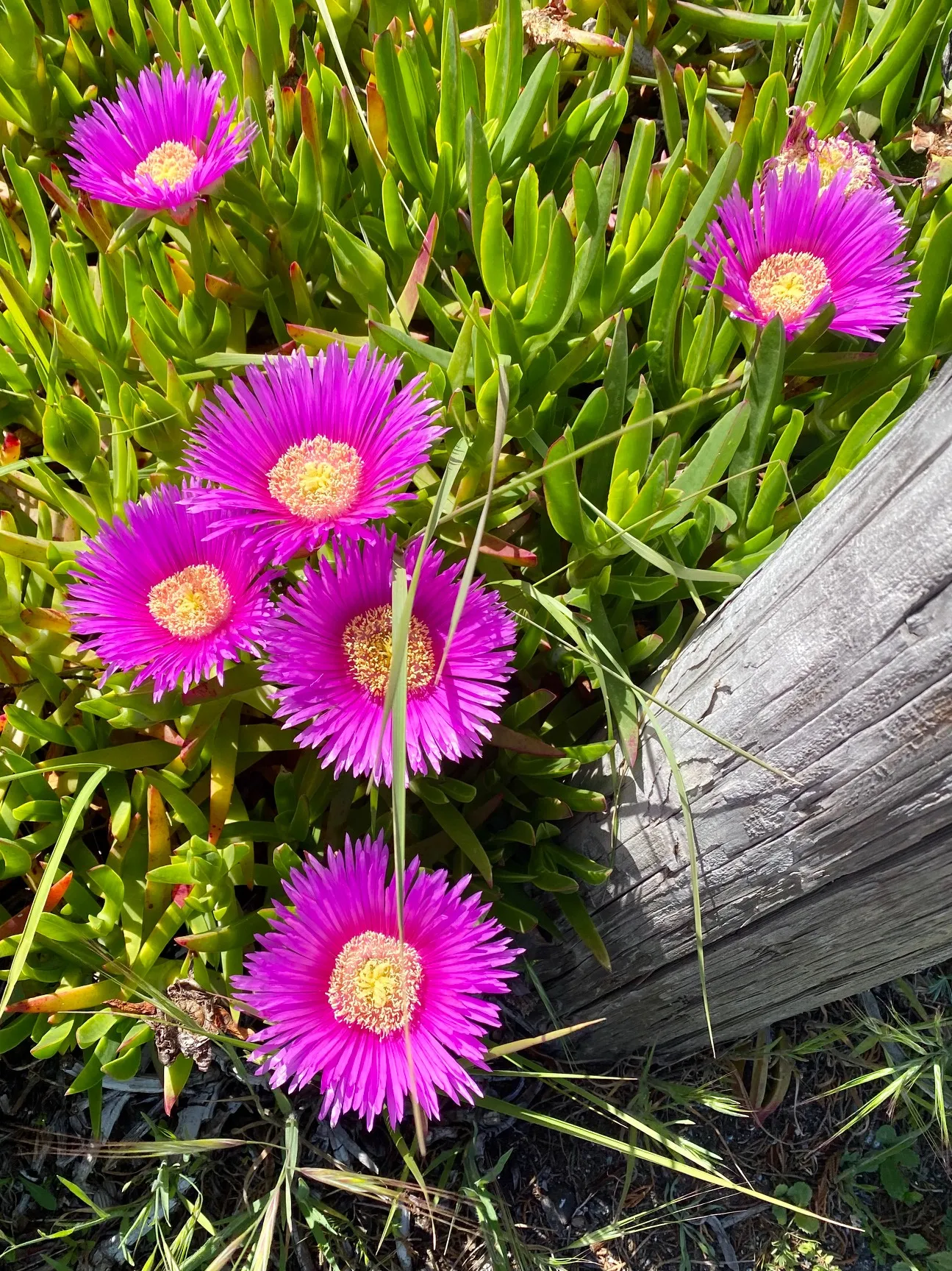Ice plant in flower along the dune fence