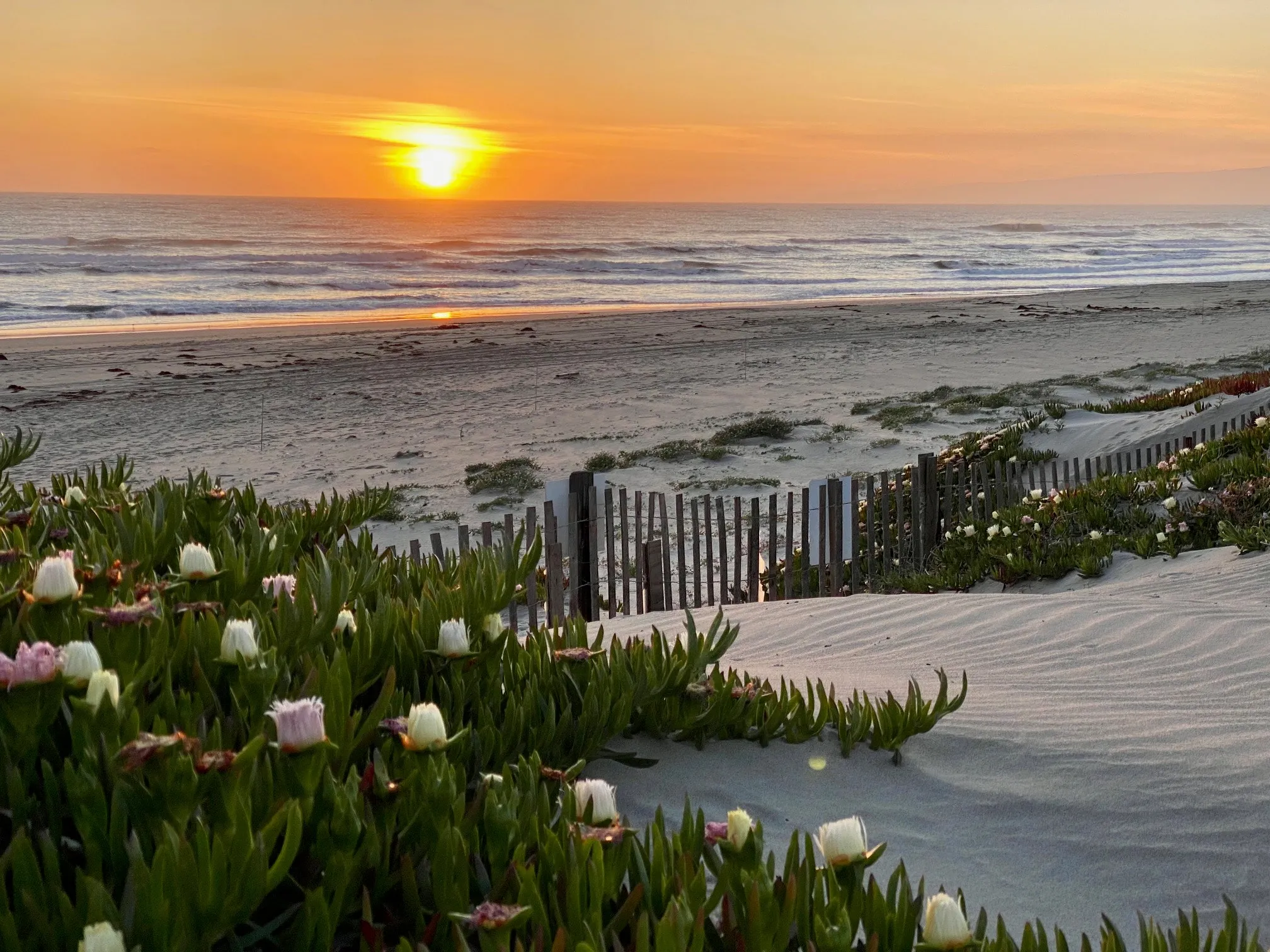 Sunset over the dunes and ice plant