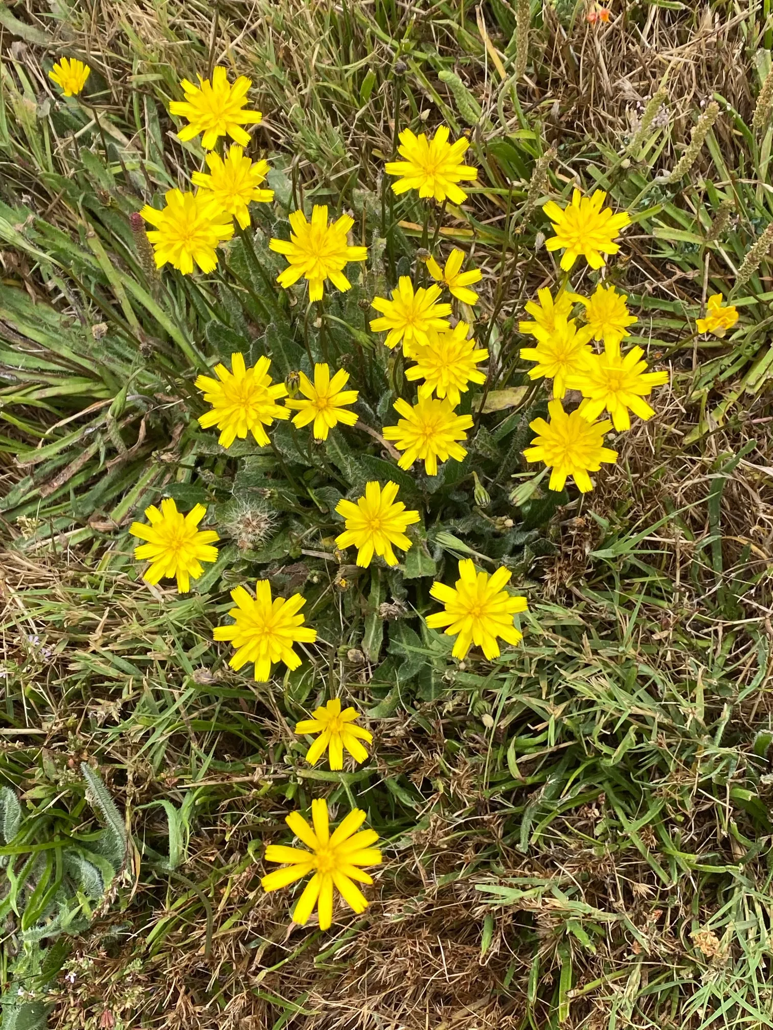 Yellow wildflowers in the dune grass