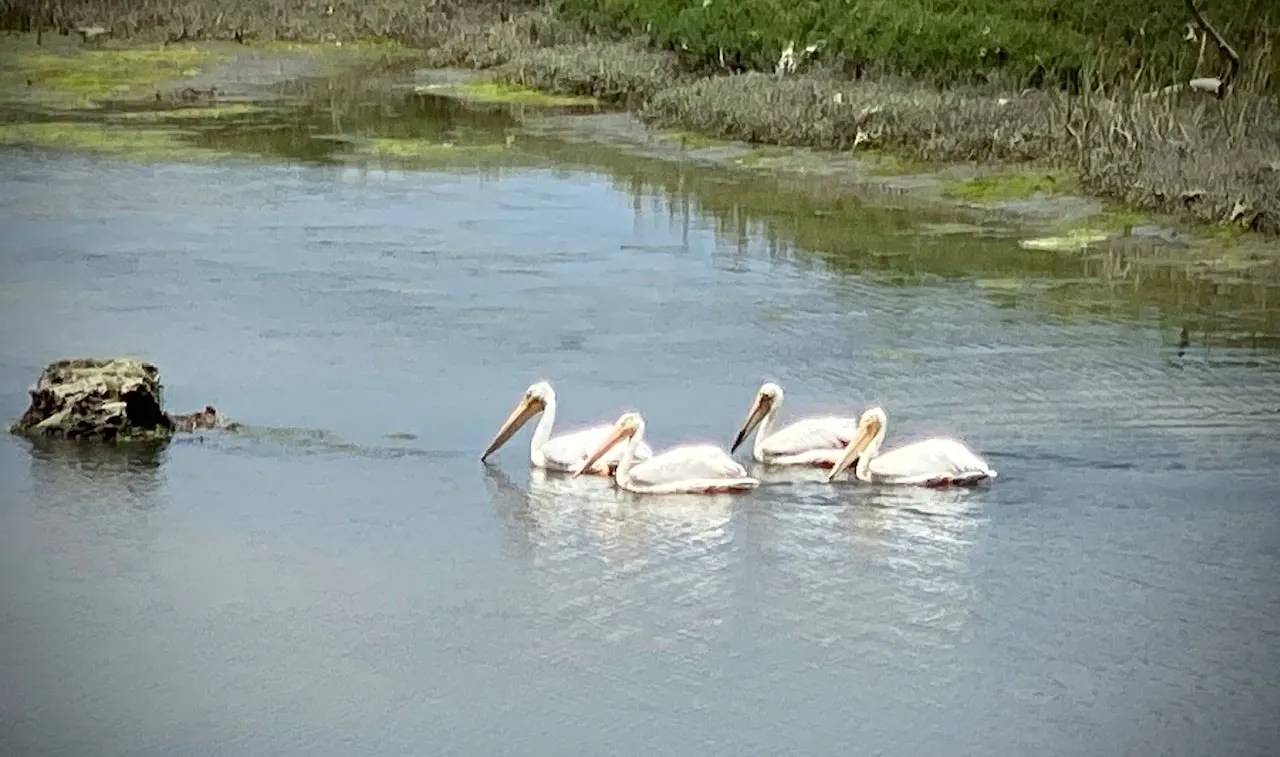 White pelicans swimming on the river
