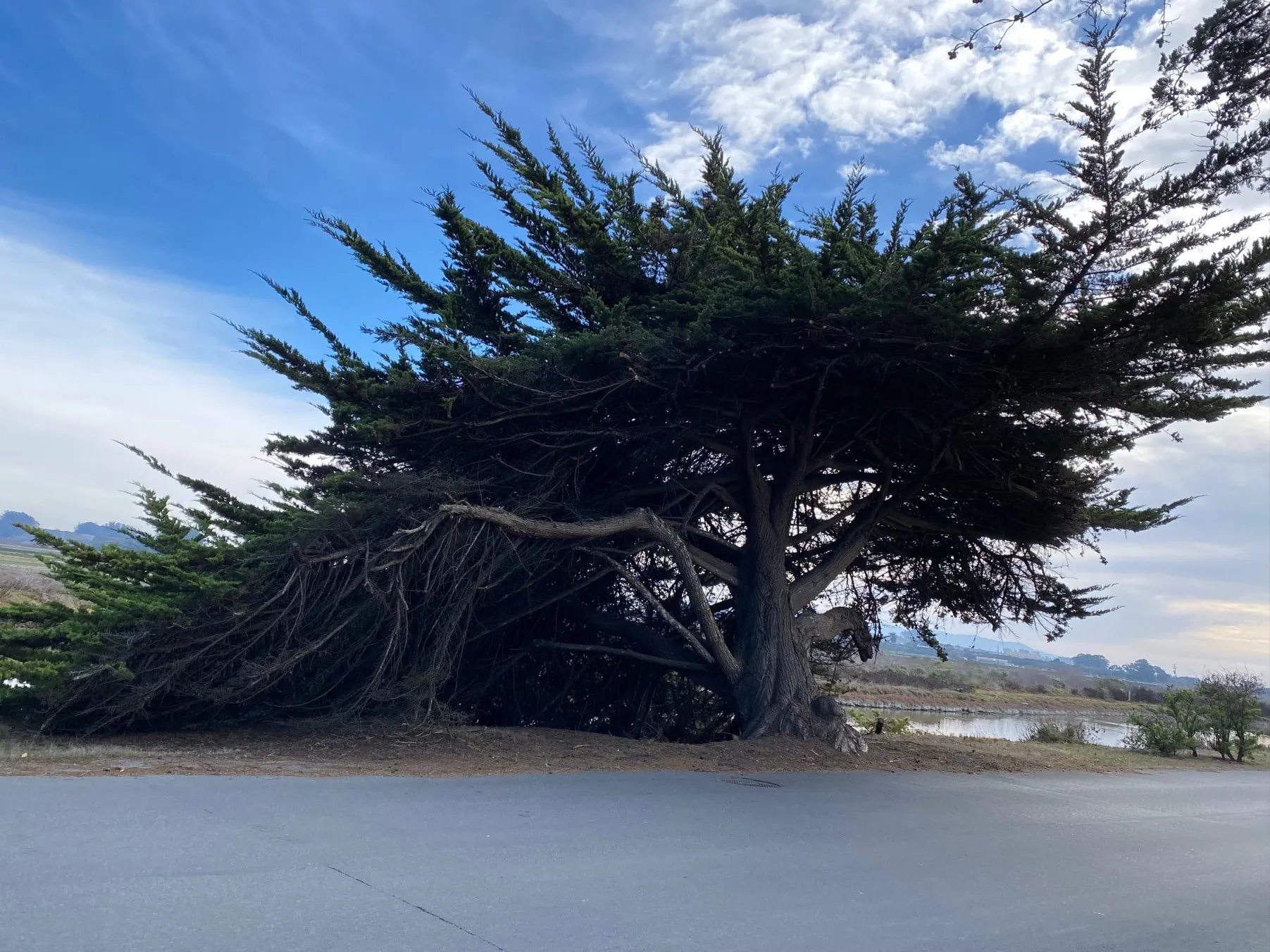 A wind-shaped cypress tree