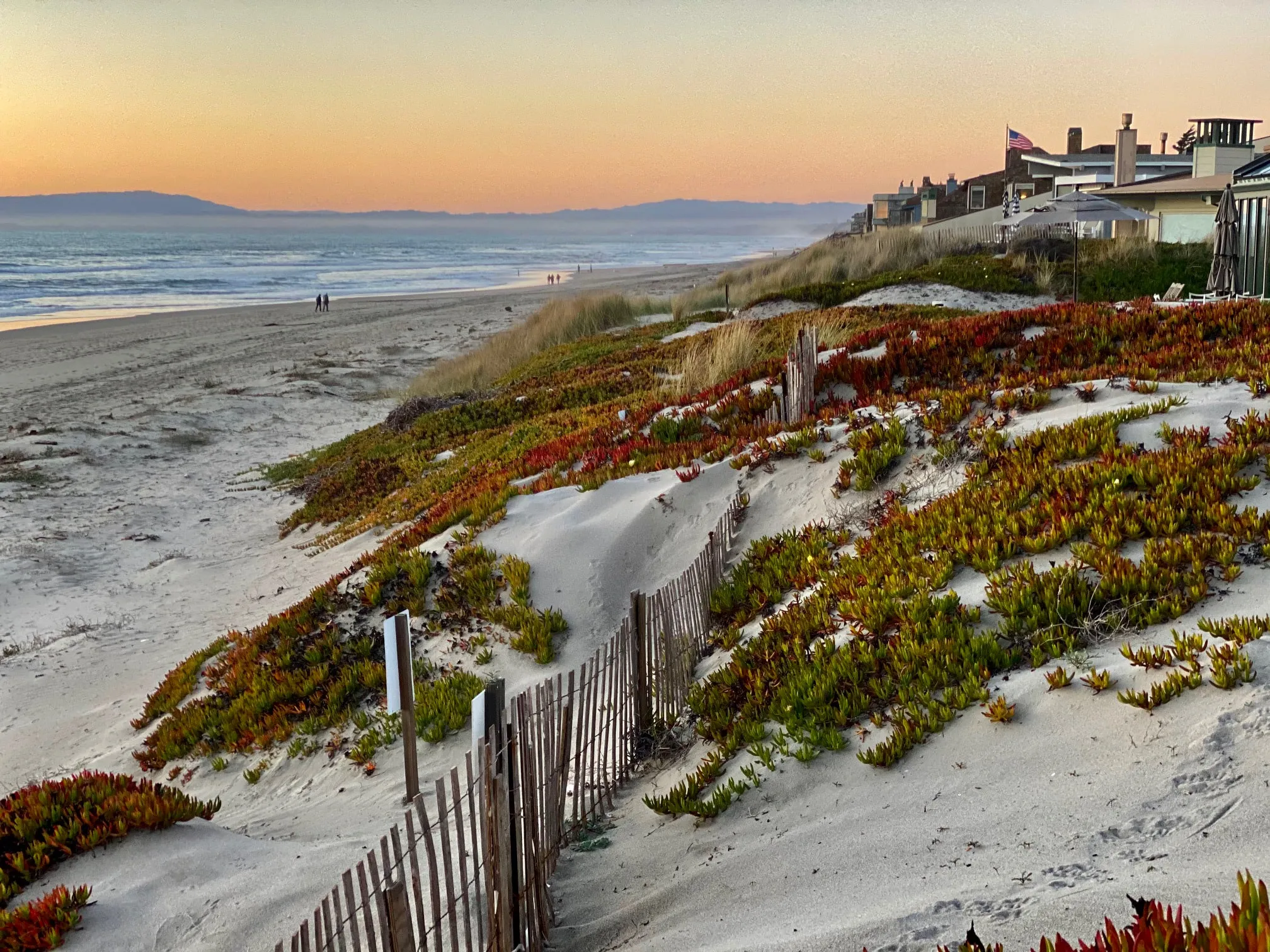 Ice plant and dune fencing at Pajaro Dunes in the evening light