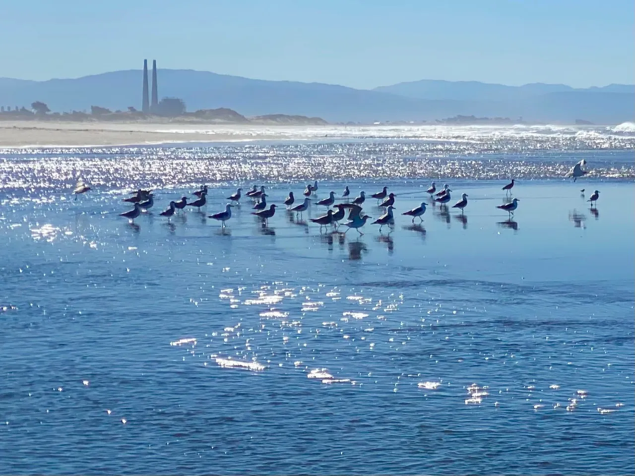 Shorebirds on the bay, with the Moss Landing stacks beyond