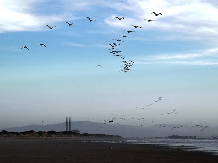 Birds flying over the bay at dusk