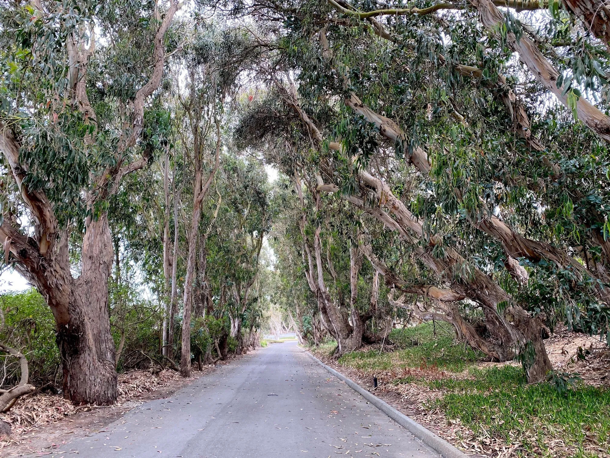 The eucalyptus-lined road into Pajaro Dunes