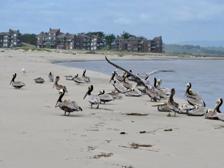 Brown pelicans resting on the sand by the river mouth